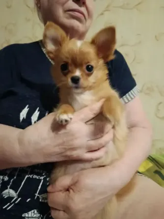 Щенок чихуахуа Дебальцево