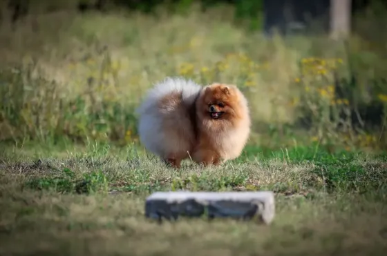 Шпиц миниатюрный Донецк