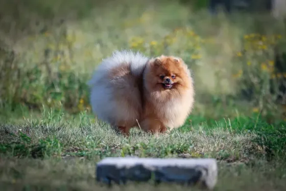 Шпиц миниатюрный Донецк