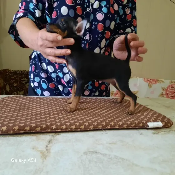 Малыш той терьер Донецк