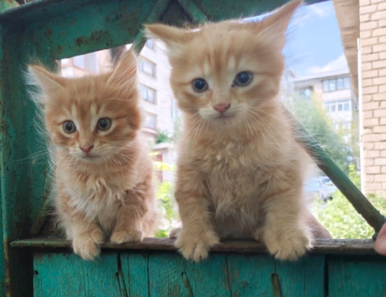 Котята Донецк