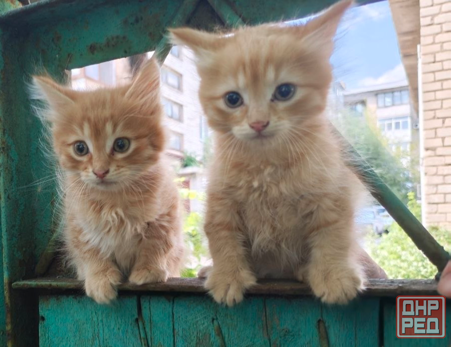 Котята Донецк - изображение 2