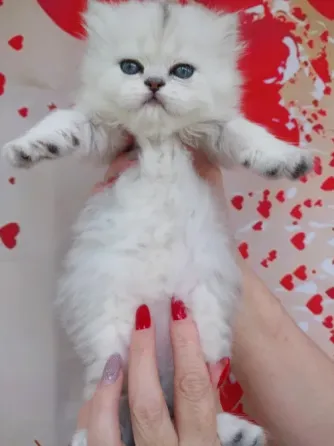 Шотландская девочка Макеевка