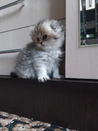 Шотландская девочка Донецк