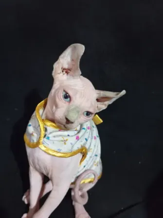 Котёнок Эльф Донецк