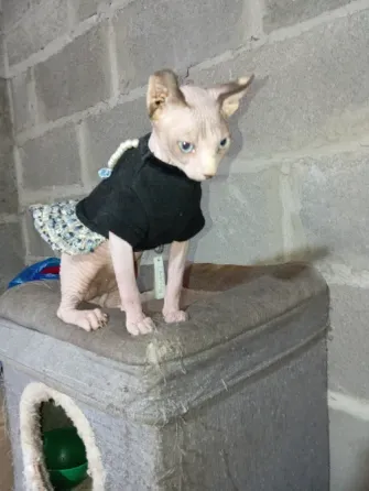 Сфинкс Эльф Донецк