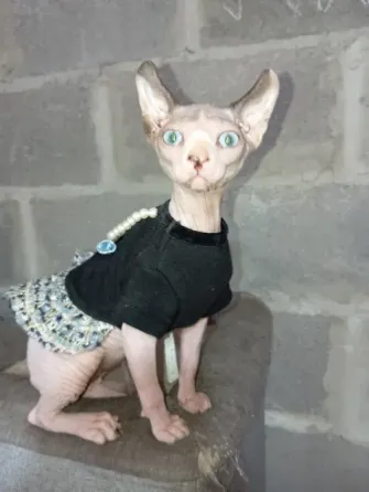 Сфинкс Эльф Донецк