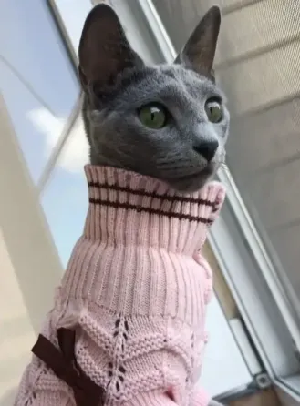 Продажа котят Донецк