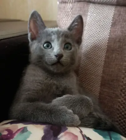 Продажа котят Донецк
