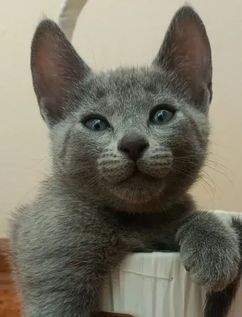 Продажа котят Донецк