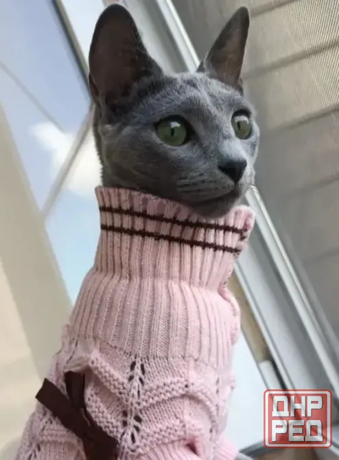 Продажа котят Донецк - изображение 3