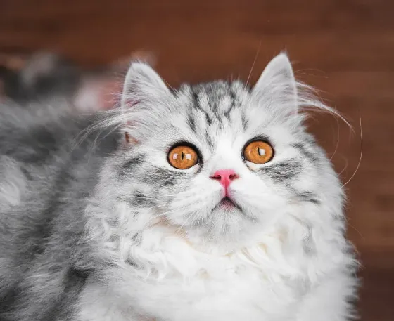 Взрослая шотландская кошка Донецк