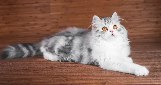 Взрослая шотландская кошка Донецк