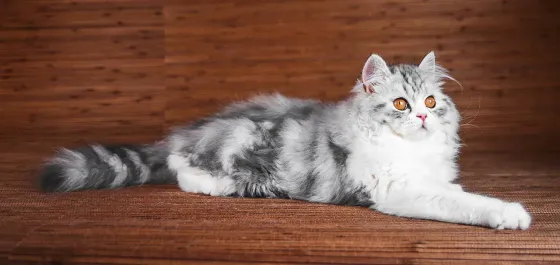 Взрослая шотландская кошка Донецк