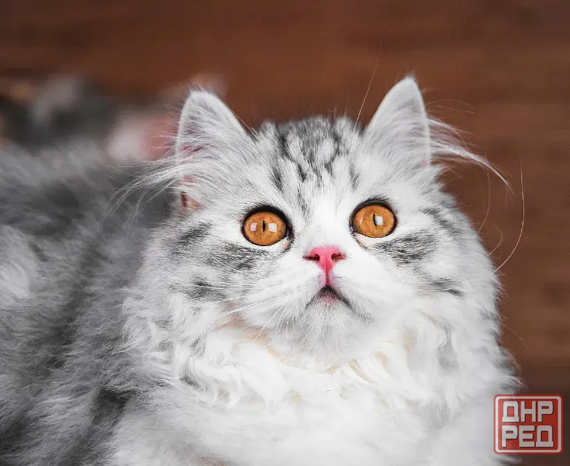 Взрослая шотландская кошка Донецк - изображение 1