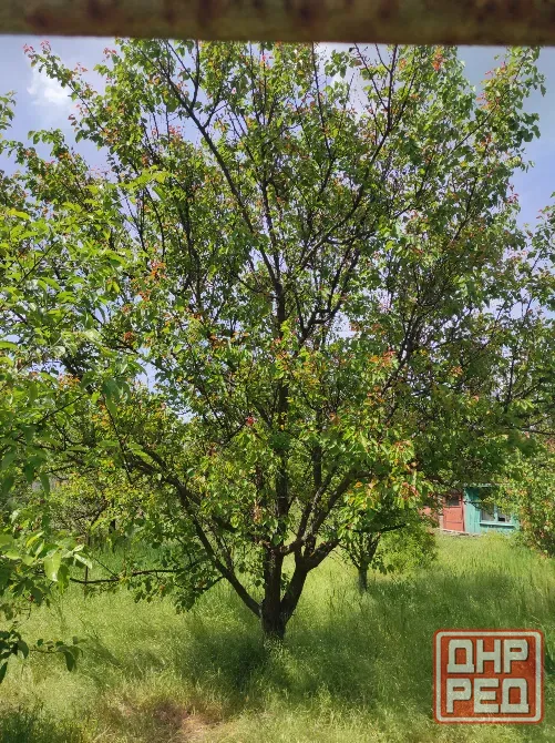 Продам дачу. Мариуполь - изображение 4