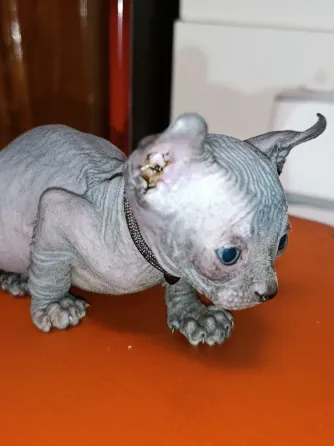 Котёнок канадский сфинкс эльф Донецк