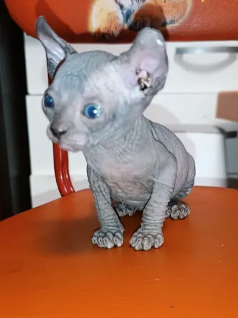 Котёнок канадский сфинкс эльф Донецк