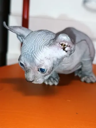 Котёнок канадский сфинкс эльф Донецк