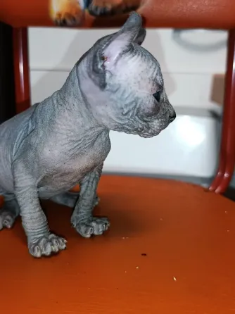 Котёнок канадский сфинкс эльф Донецк