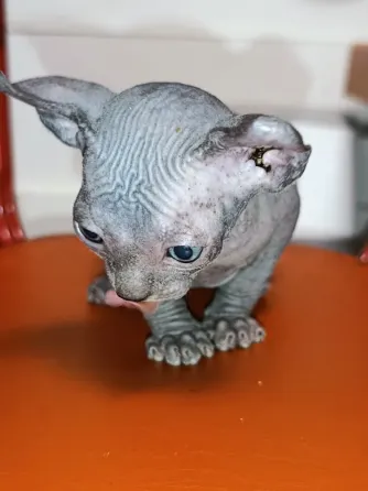 Котёнок канадский сфинкс эльф Донецк