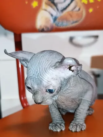 Котёнок канадский сфинкс эльф Донецк