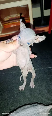 Котёнок канадский сфинкс эльф Донецк