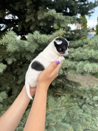 Чихуахуа Донецк