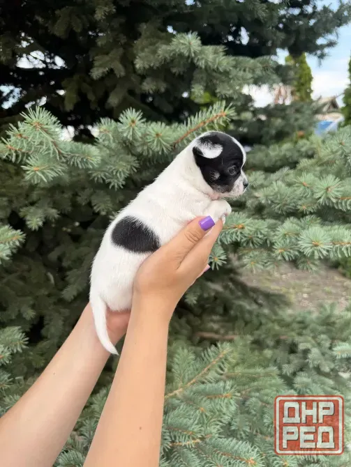 Чихуахуа Донецк - изображение 1