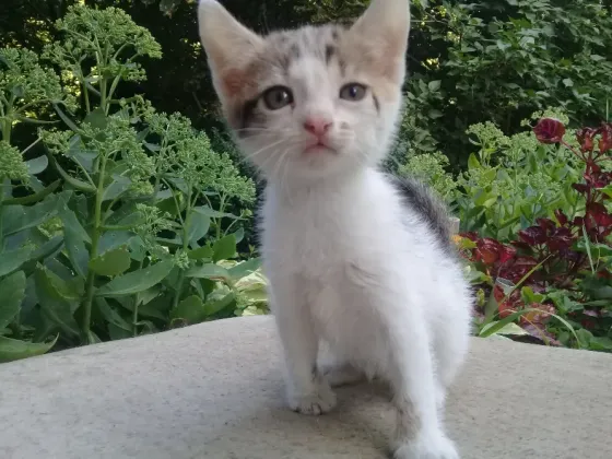 Котенок Девочка Котёнок Макеевка