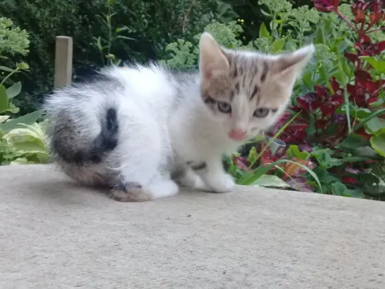 Котенок Девочка Котёнок Макеевка