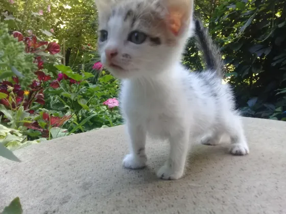 Котенок Девочка Котёнок Макеевка
