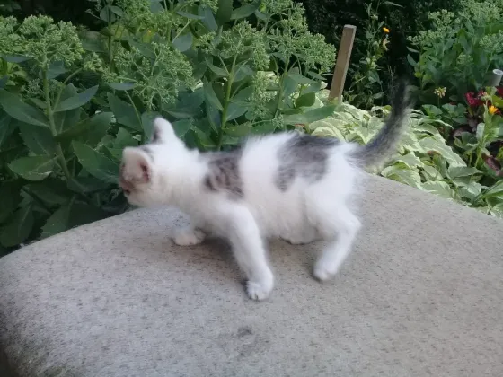 Котенок Девочка Котёнок Макеевка
