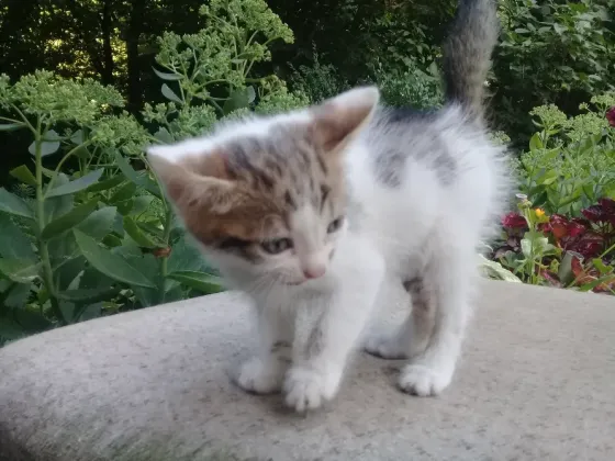 Котенок Девочка Котёнок Макеевка