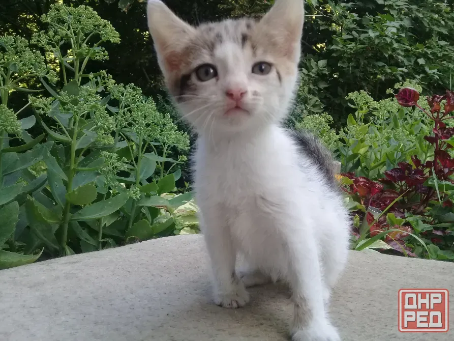 Котенок Девочка Котёнок Макеевка - изображение 2