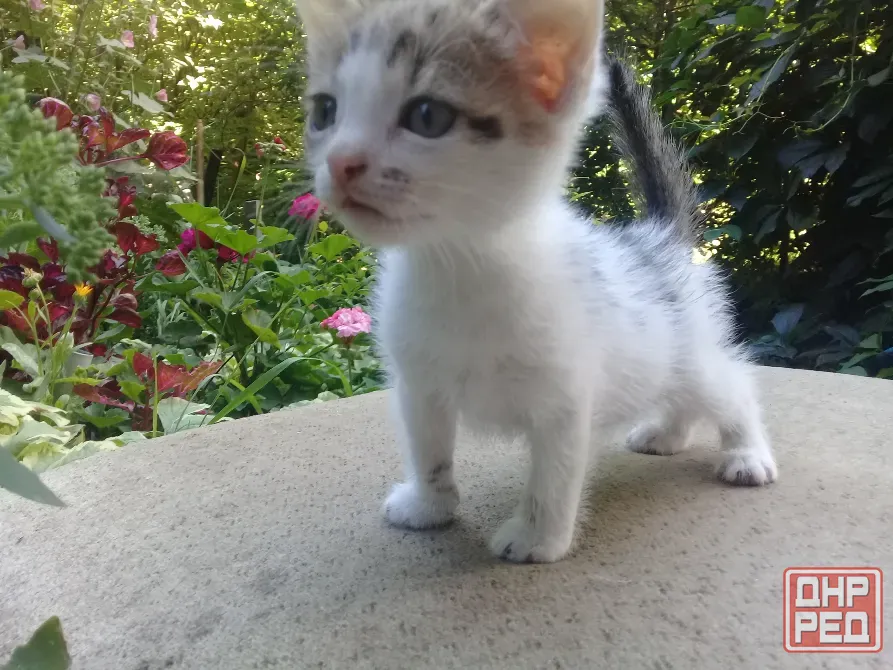 Котенок Девочка Котёнок Макеевка - изображение 4