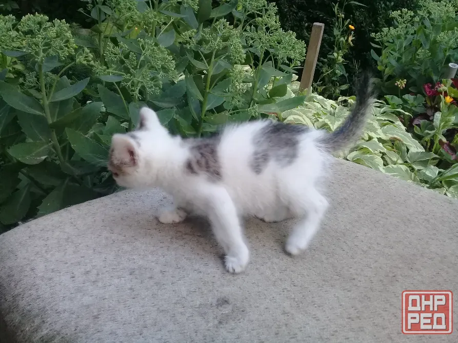 Котенок Девочка Котёнок Макеевка - изображение 3