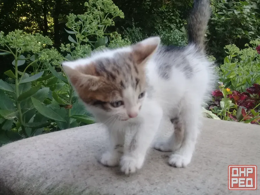 Котенок Девочка Котёнок Макеевка - изображение 1