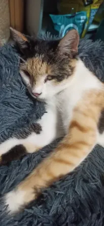 Кошечка ищет хозяев Донецк