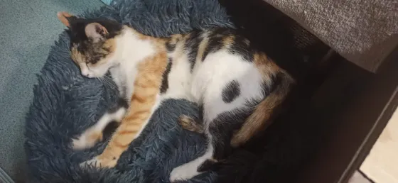 Кошечка ищет хозяев Донецк