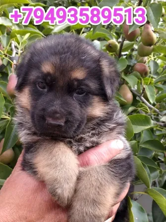 Немецкие овчарки Донецк
