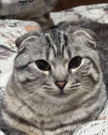 Вязка кота Донецк