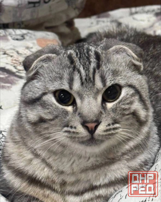 Вязка кота Донецк - изображение 1