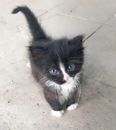Котики ищут дом Донецк