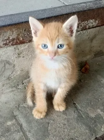 Рыжие котята ищут дом Донецк