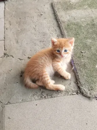 Котики ищут дом Донецк