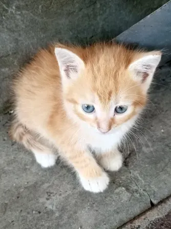 Рыжие котята ищут дом Донецк