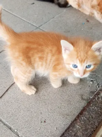 Котики ищут дом Донецк