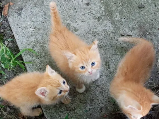 Рыжие котята ищут дом Донецк