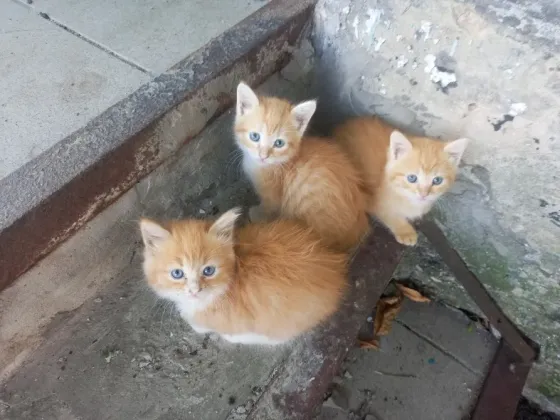 Рыжие котята ищут дом Донецк